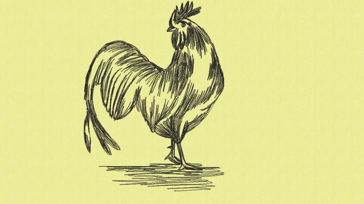 Rooster Hand Drawing Embroidery Designs